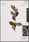Foto von Salix caprea L.